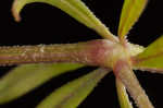 Stiff marsh bedstraw